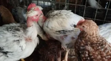 تغيرات أسعار الدواجن داخل الأسواق والمحلات التجارية في محافظة الأقصر اليوم السبت